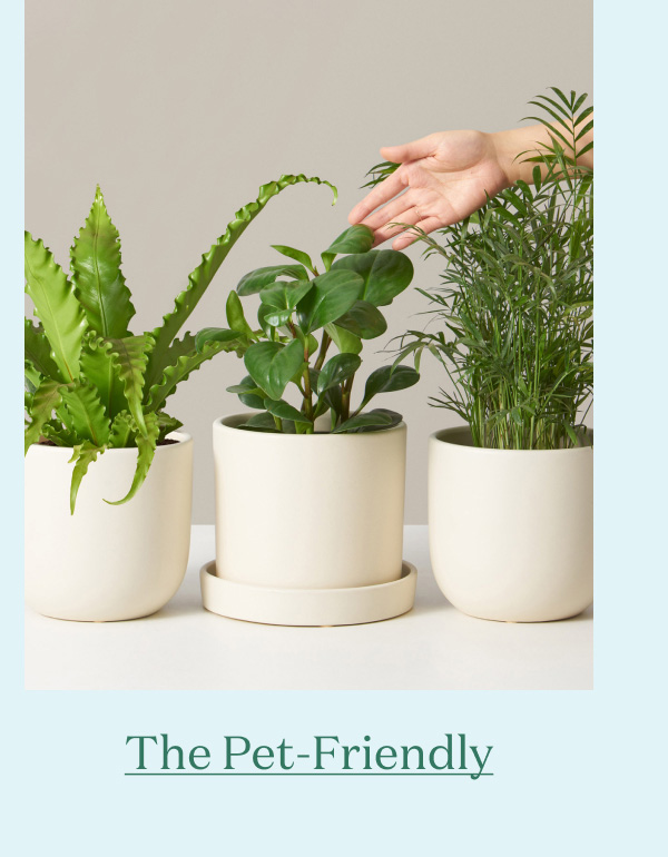 The Pet-Friendly Subscription