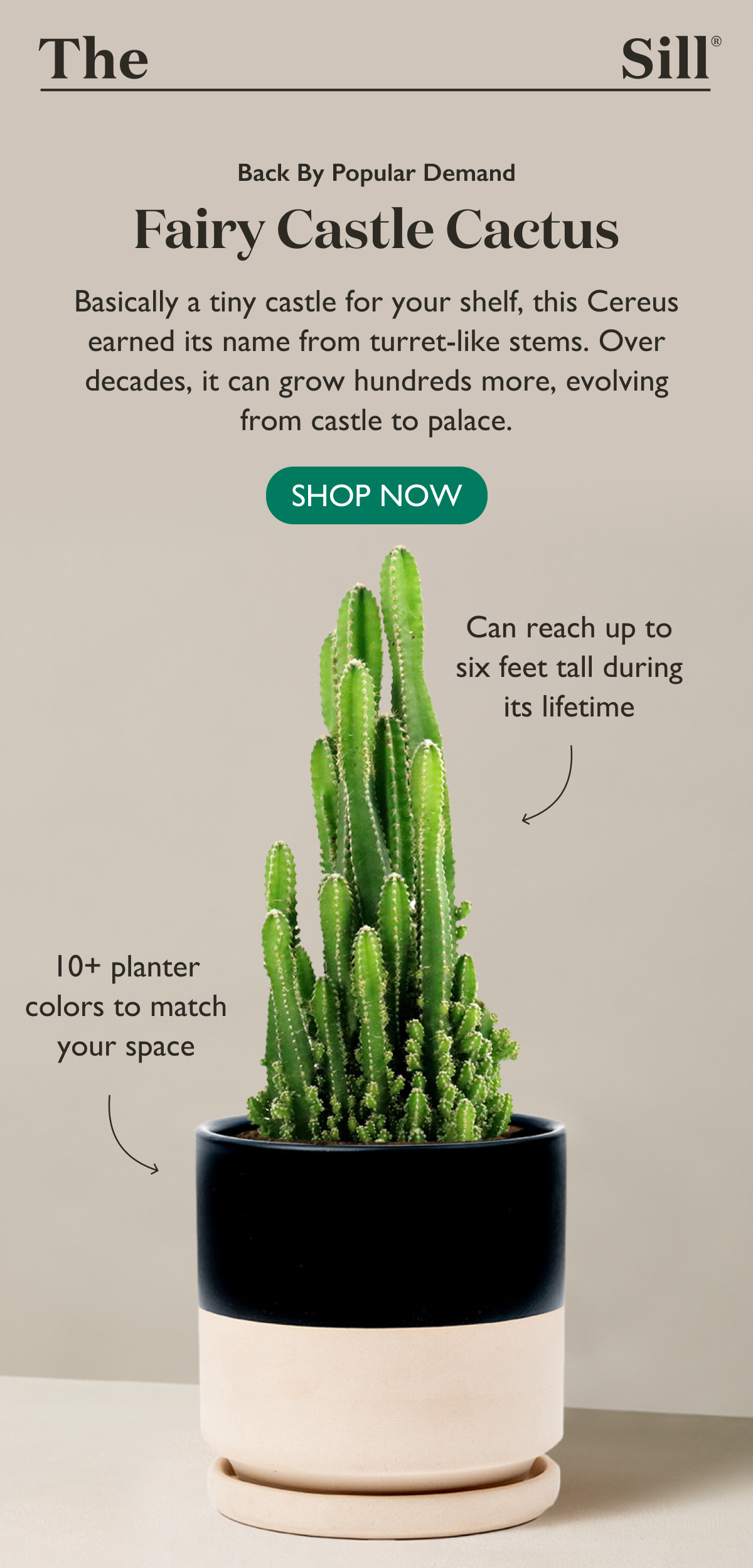 Back By Popular Demand: Fairy Castle Cactus - Shop Now Back By Popular Demand: Fairy Castle Cactus - Shop Now