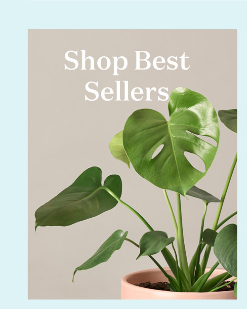 Shop Best Sellers