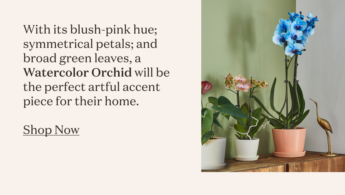 With its blush-pink hue; symmetrical petals; and broad green leaves, a Watercolor Orchid will be the perfect artful accent piece for their home.