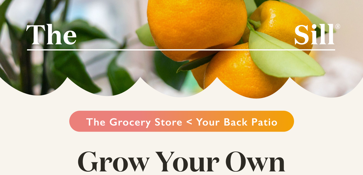 Grow Your Own with The Sill 