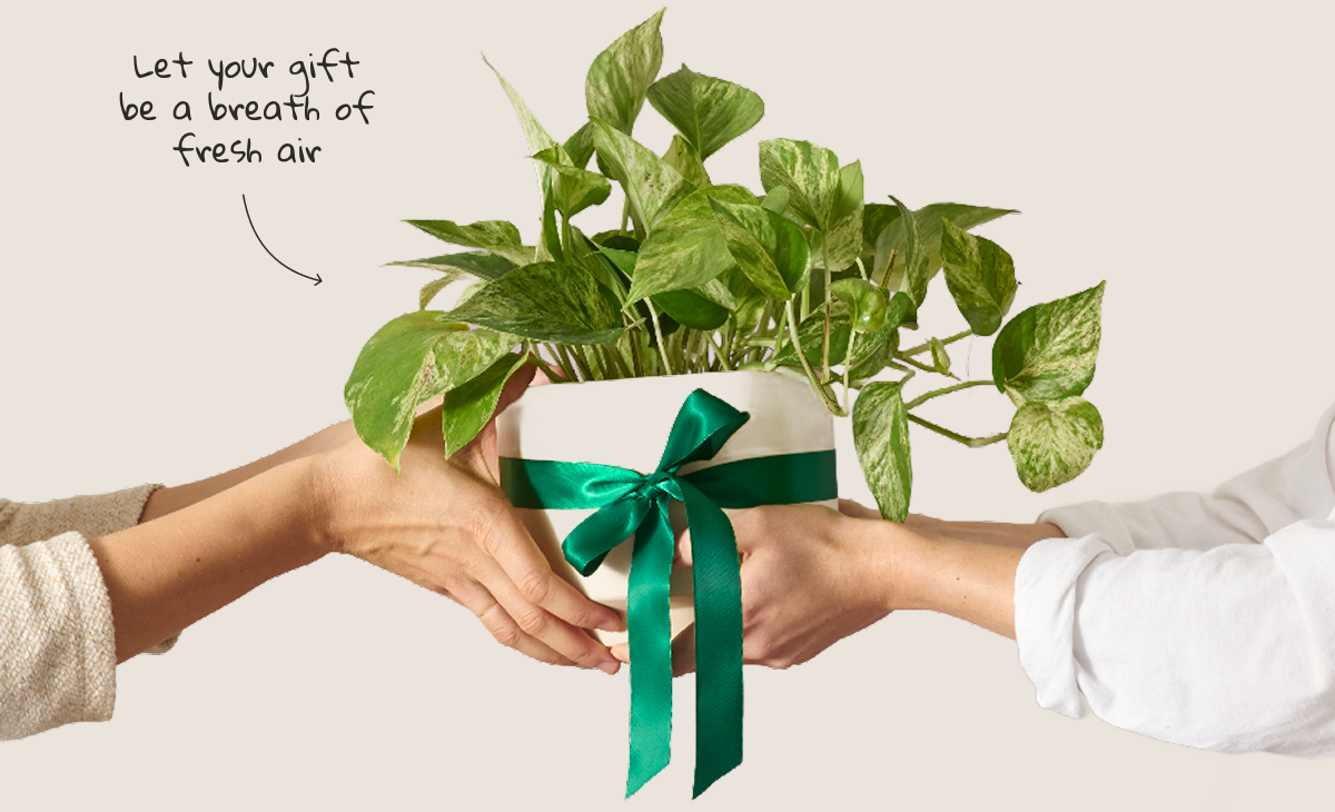 Marble Pothos Queen in Grant Planter wrapped with a holiday green bow. 