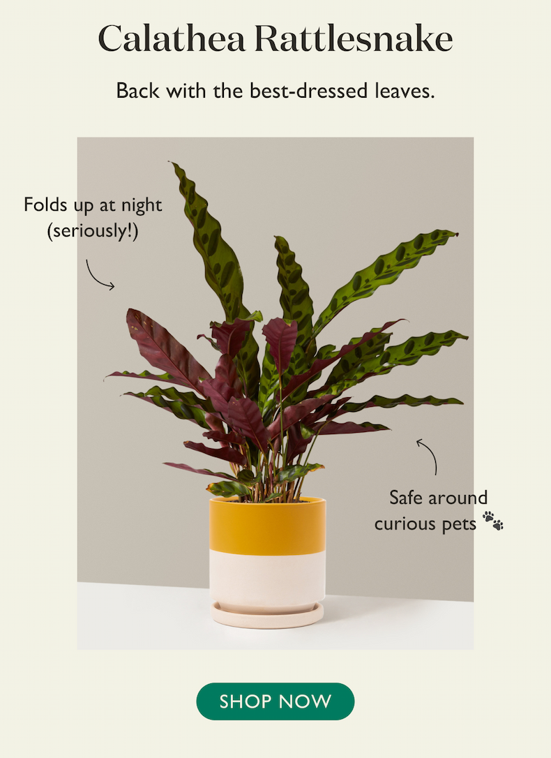Shop Calathea Rattlesnake