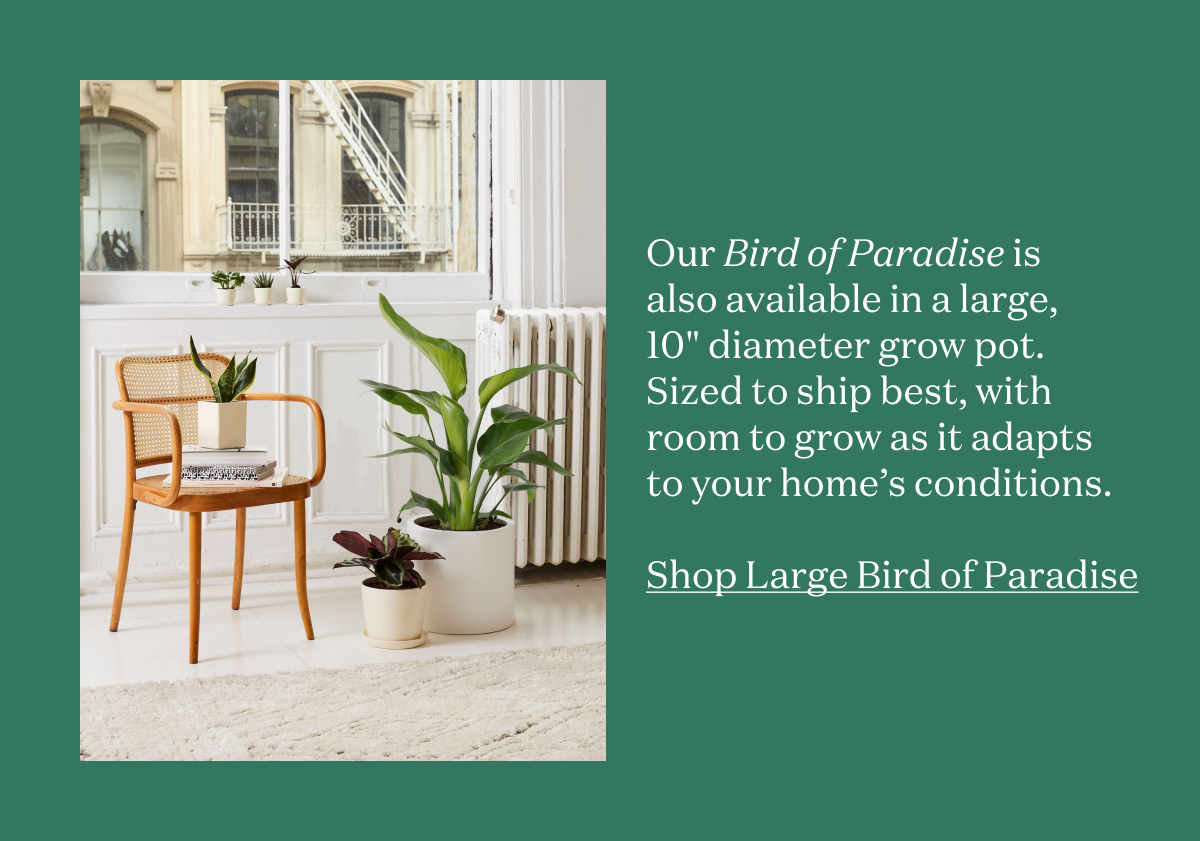 Our Bird of Paradise is also available in large!