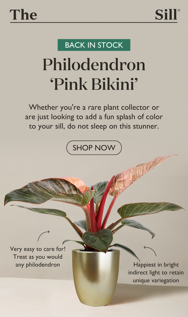The Philodendron Pink Bikini is back in stock. Whether you're a rare plant collector or are just looking to add a fun splash of color to your sill, do not sleep on this stunner. 