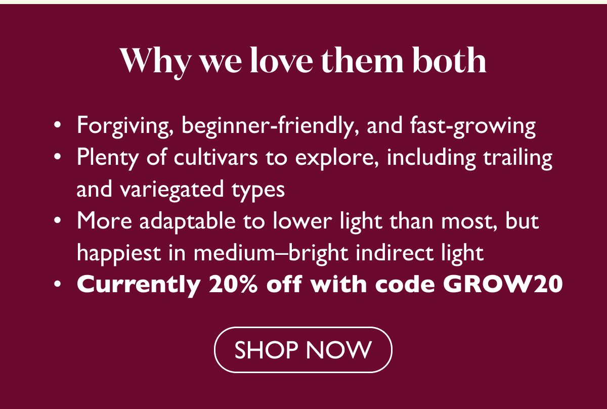 Pothos and Philodendron plants are 20% off with code GROW20. Shop now.