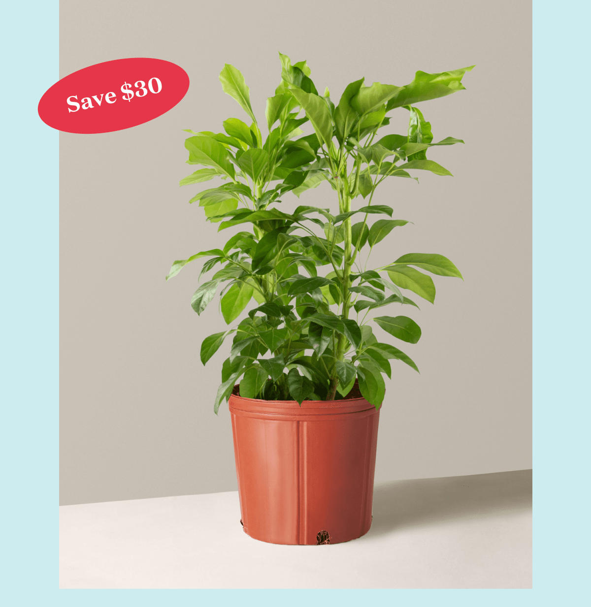 Save $30