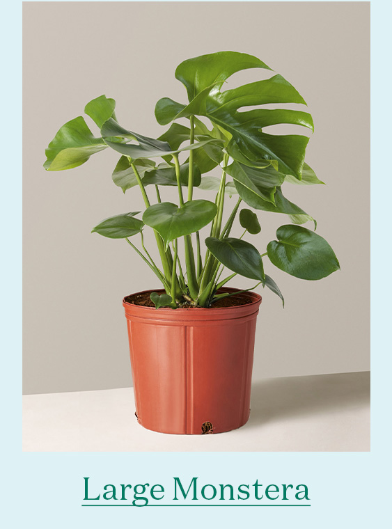 Large Monstera