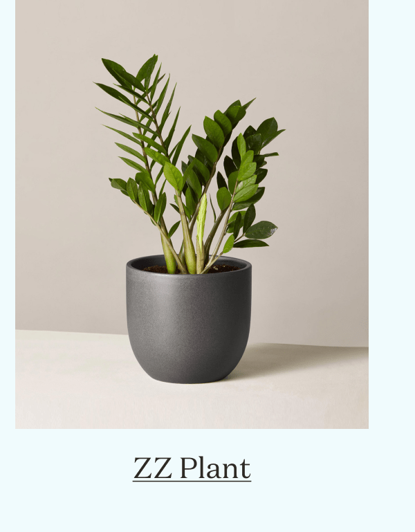 ZZ Plant