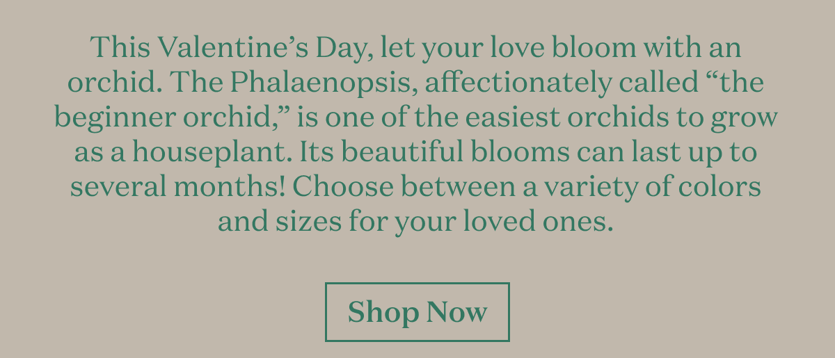 This Valentine’s Day, let your love bloom with an orchid. The Phalaenopsis, affectionately called “the beginner orchid,” is one of the easiest orchids to grow as a houseplant. Its beautiful blooms can last up to several months! Choose between a variety of colors and sizes for your loved ones. 