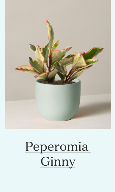 Peperomia Ginny