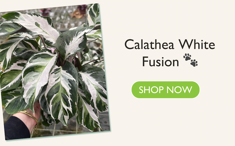 Calathea White Fusion
