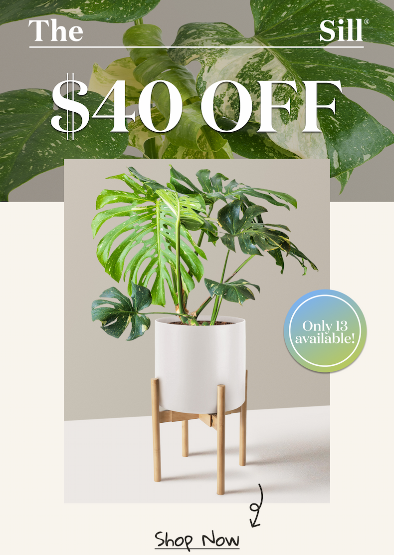13 Monstera Thai Constellations Available 