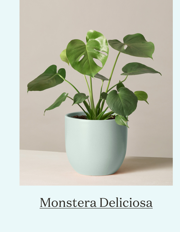 Monstera Deliciosa