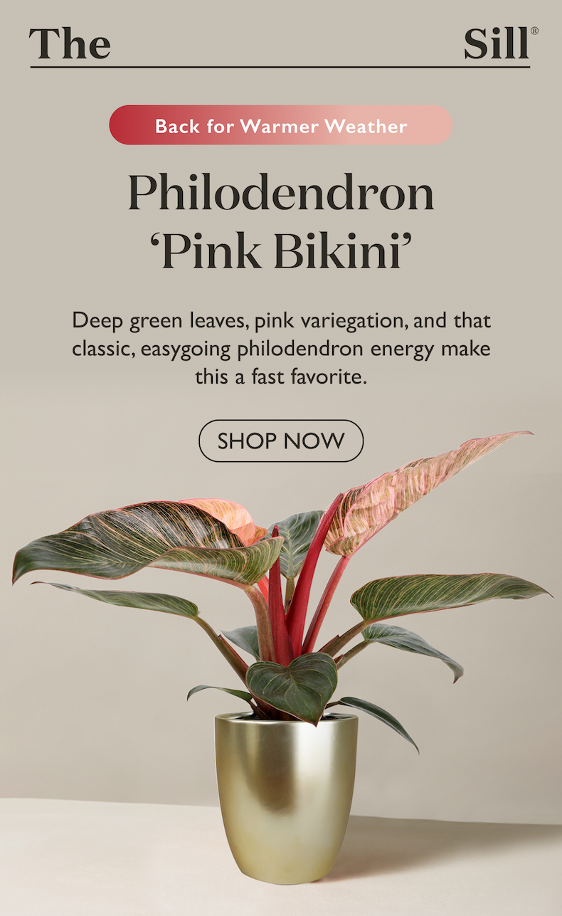 Deep green leaves, pink variegation, and that classic, easygoing philodendron energy make the Philodendron Pink Bikini a fast favorite.