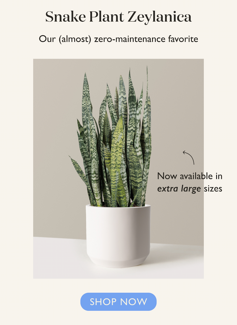 Snake Plant Zeylanica