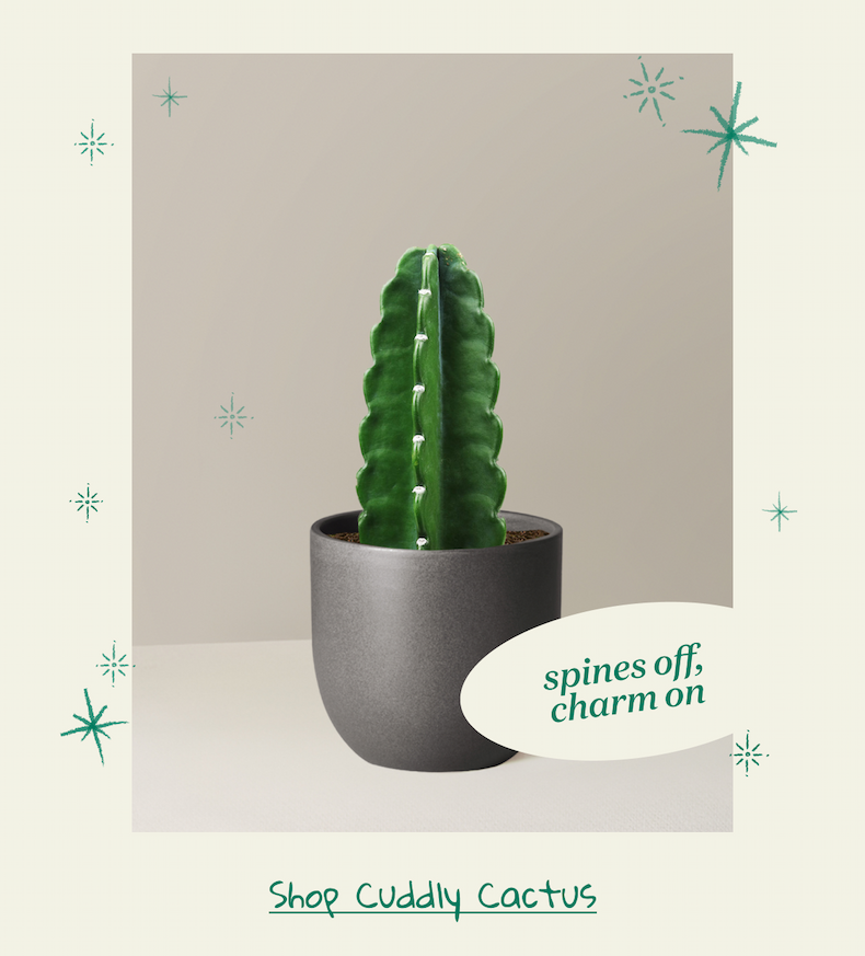 Shop Cuddly Cactus