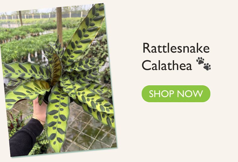 Calathea Rattlesnake