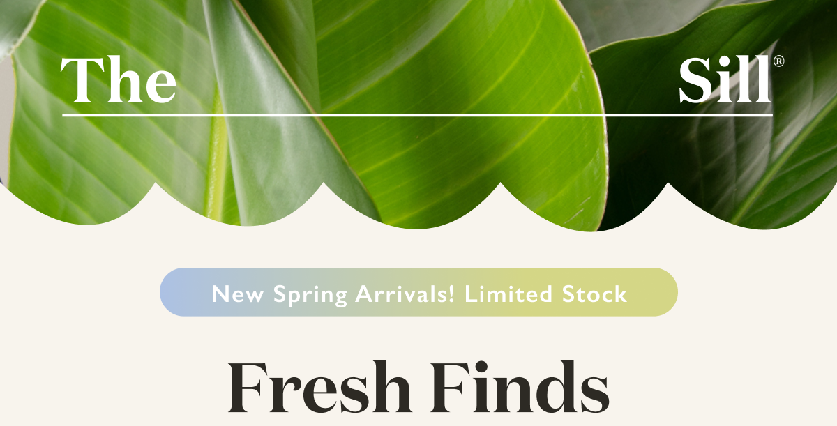 New spring arrivals, limited stock. The Sill. 
