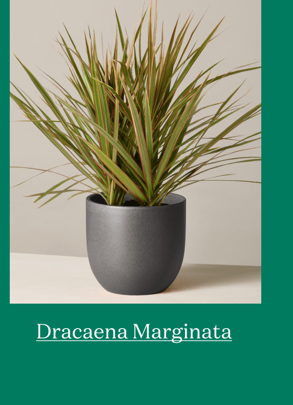 Dracaena Marginata