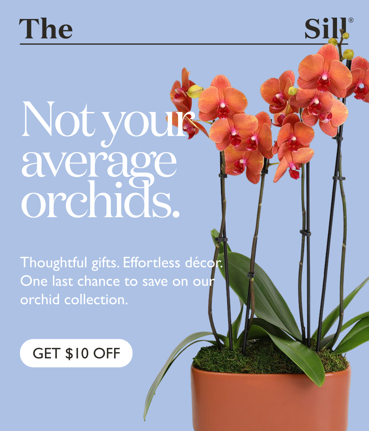 Thoughtful gifts. Effortless décor. One last chance to save on our orchid collection.