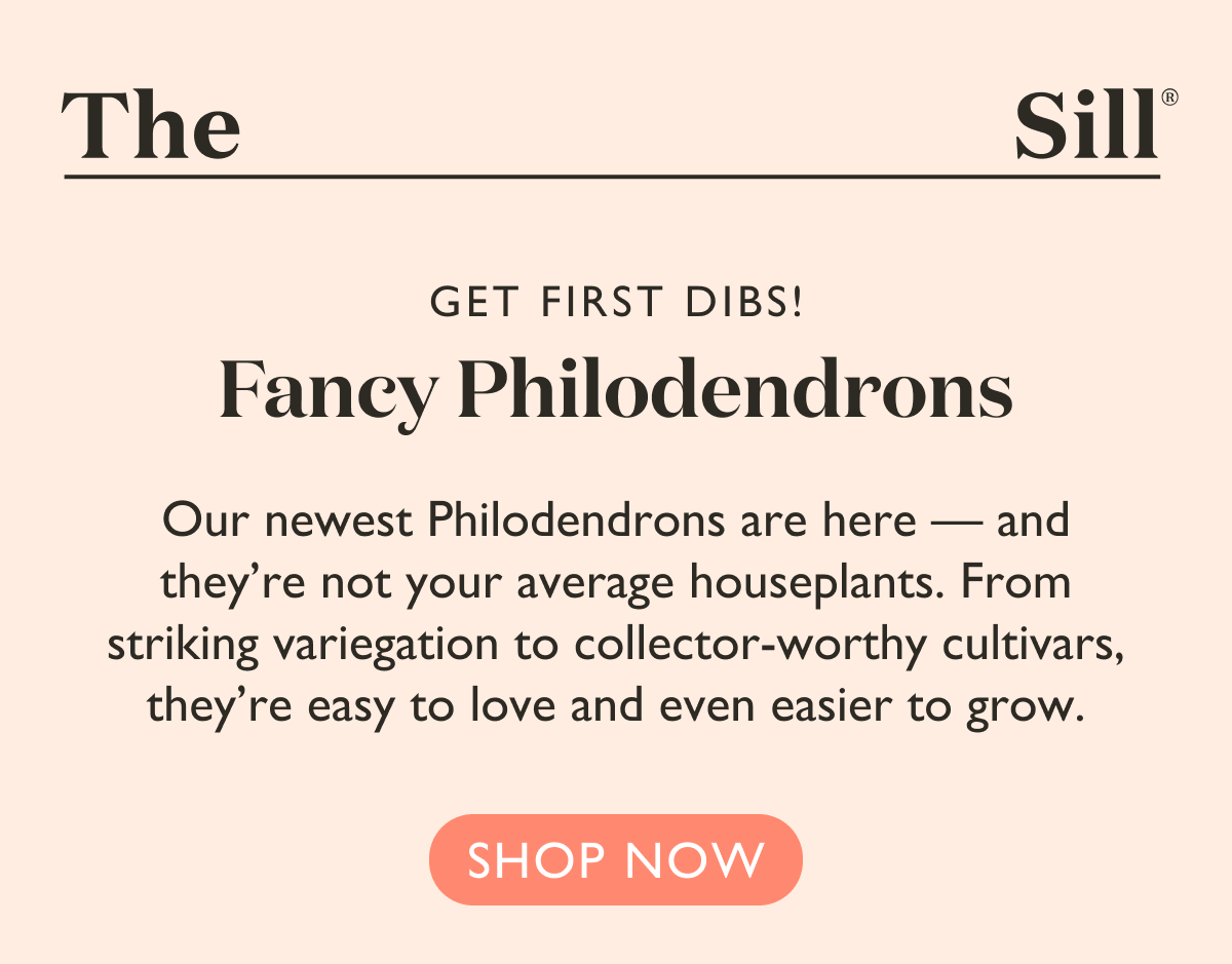 Get First Dibs: Fancy Philodendron - Our newest Philodendrons are here — and they’re not your average houseplants. From striking variegation to collector-worthy cultivars, they’re easy to love and even easier to grow.