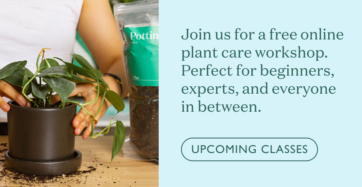 Join us for a free online plant care workshop. Perfect for beginners, experts, and everyone in between.