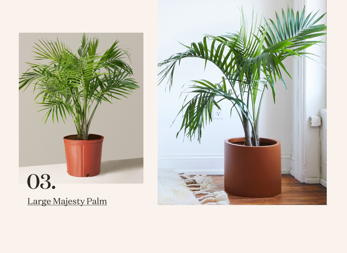 Large Majesty Palm