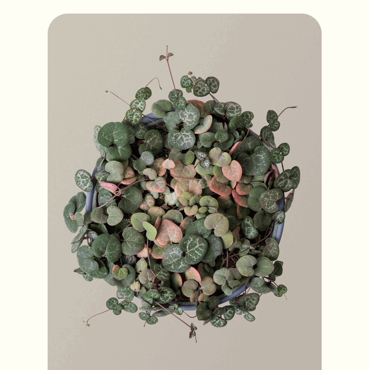 String of Hearts in Cream Grant Planter