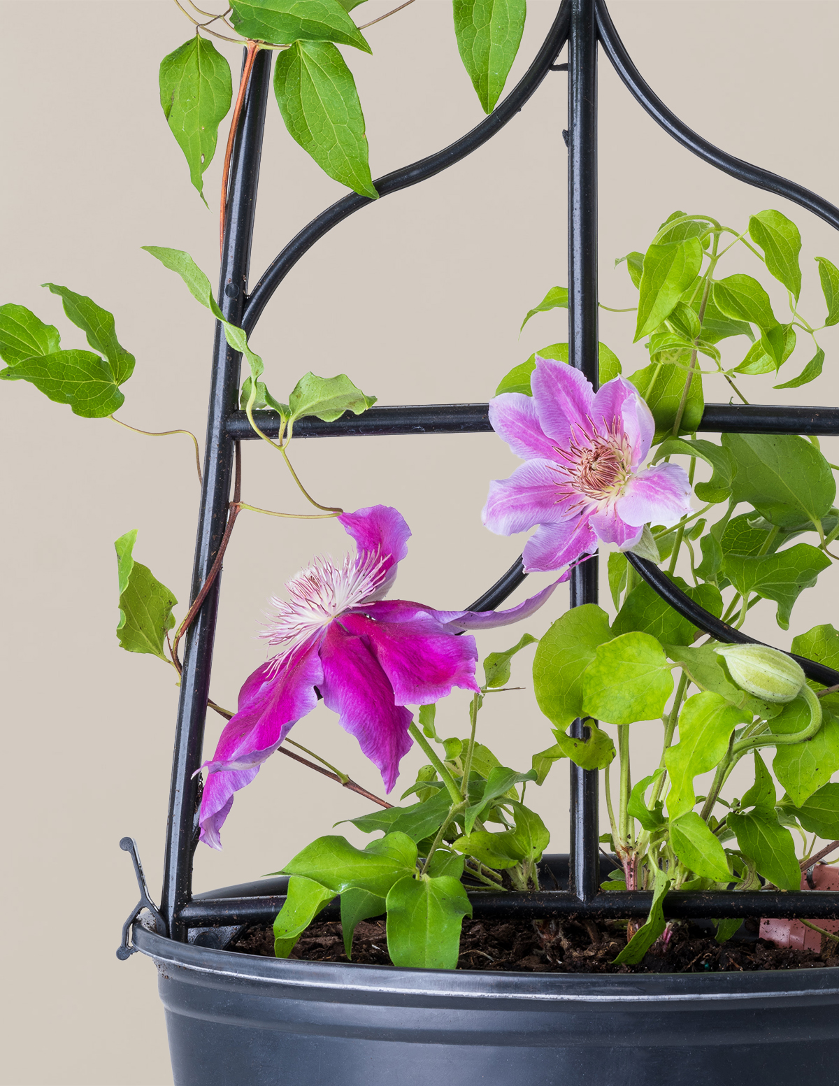 Photo of Dr. Ruppel Clematis