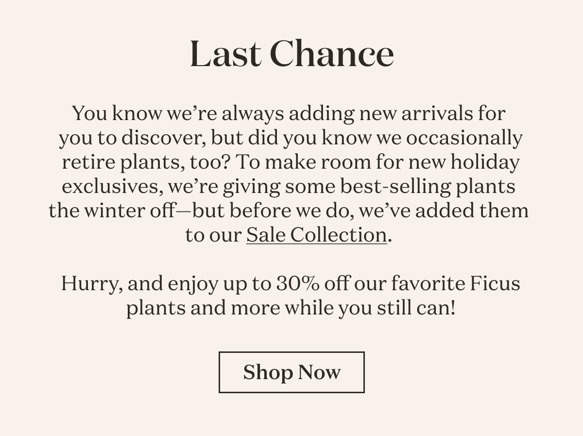 You know we’re always adding new arrivals for you to discover, but did you know we occasionally retire plants, too? To make room for new holiday exclusives, we’re giving some best-selling plants the winter off—but before we do, we’ve added them to our Sale Collection. Hurry, and enjoy up to 30% off our favorite Ficus plants and more while you still can! 
