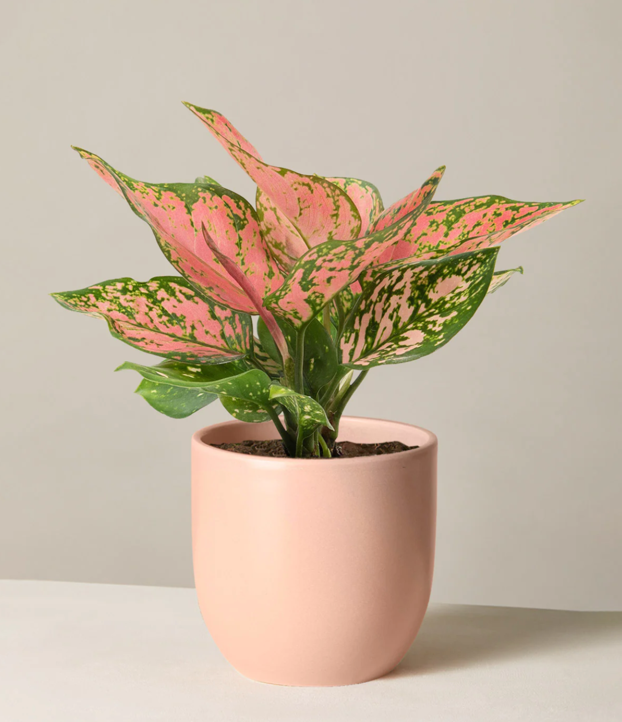 Shop the Aglaonema Wishes