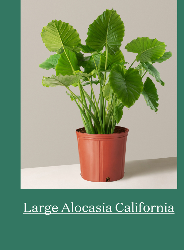 Large Alocasia California