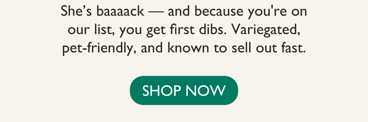 She’s back, and because you're on our list, you get first dibs. Variegated, pet-friendly, and known to sell out fast.