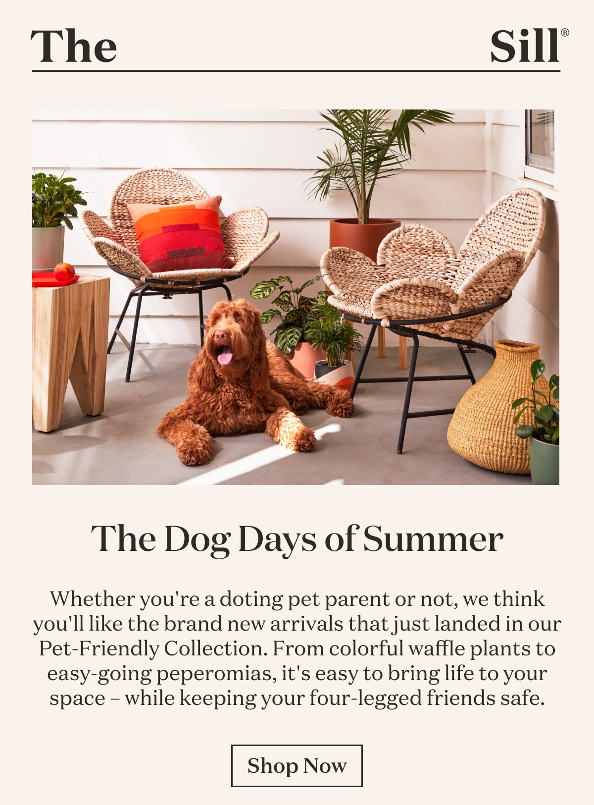 The Dog Days of Summer