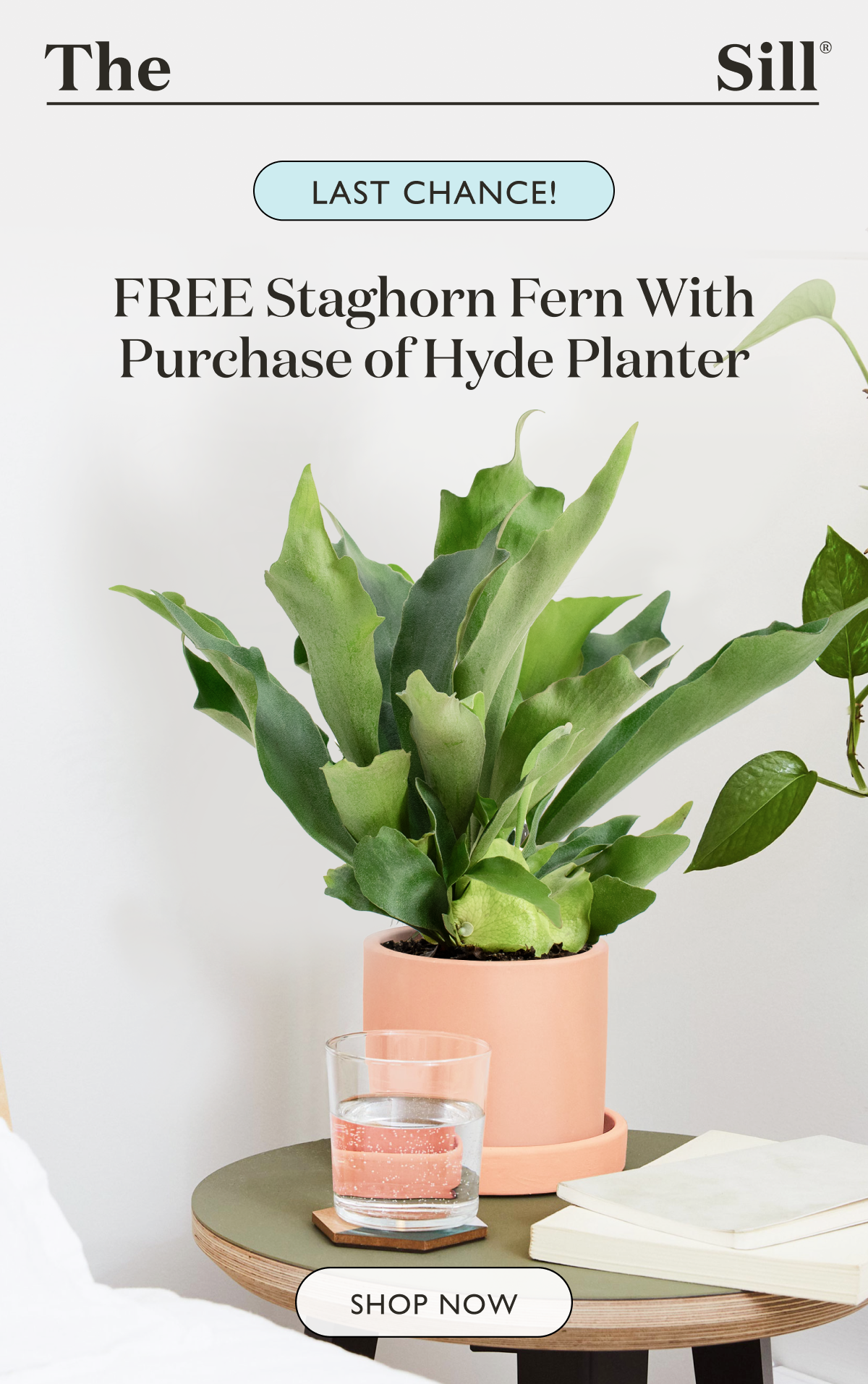 Get a Free Staghorn Fern when you buy a Hyde Planter — click now to shop!