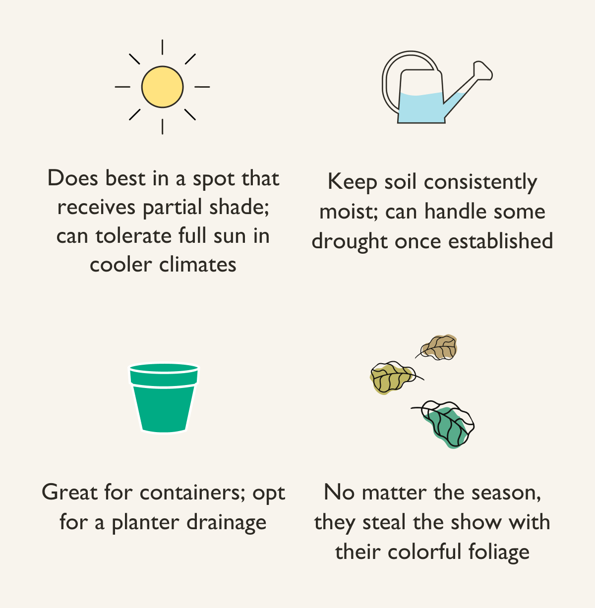 Japanese Maple Plant Care Guide