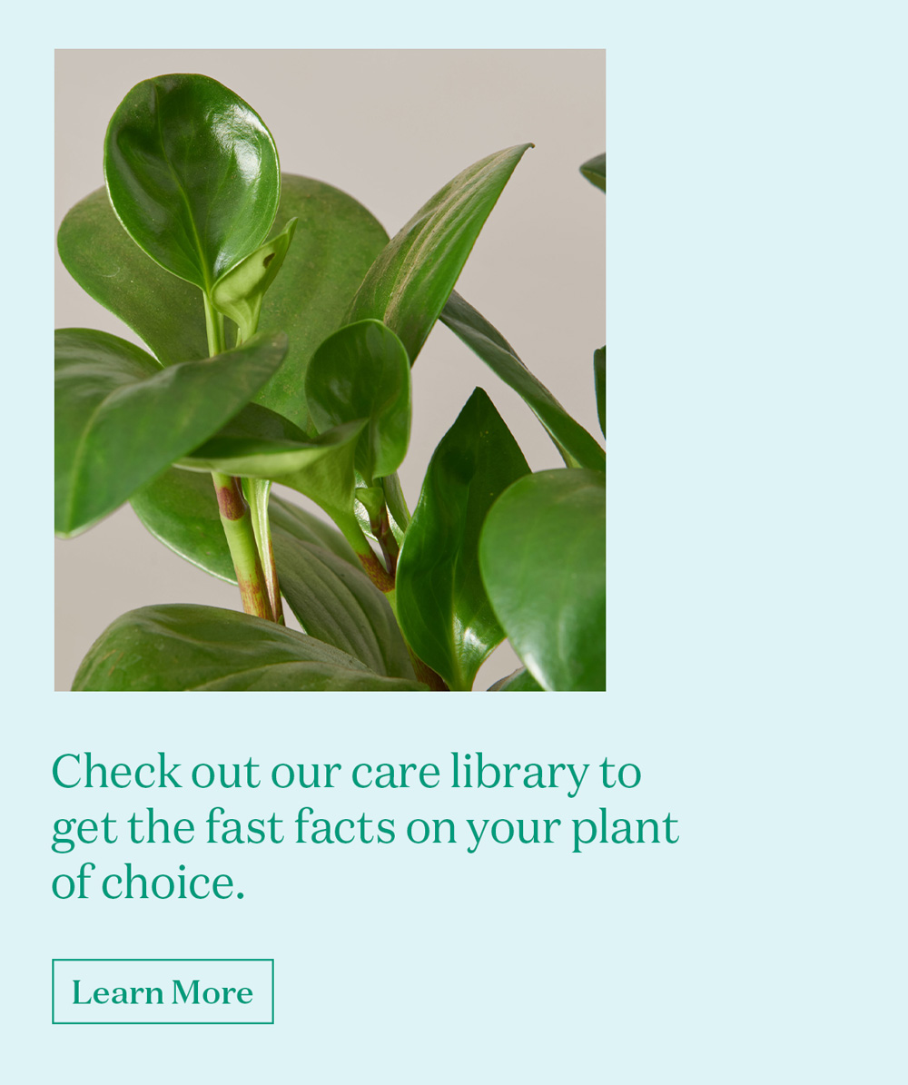 Check out our care library to get the fast facts on your plant of choice. [Learn More]