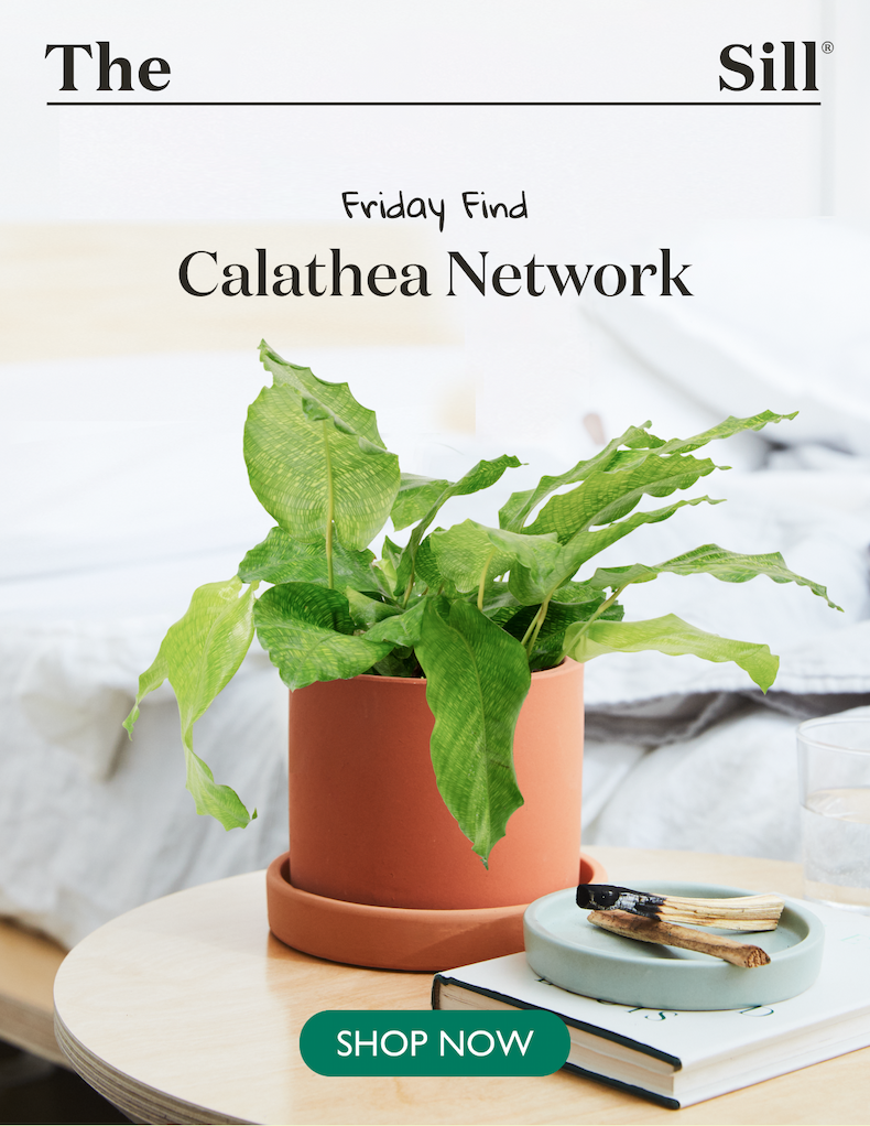 Friday Find: Calathea Network - Shop Now