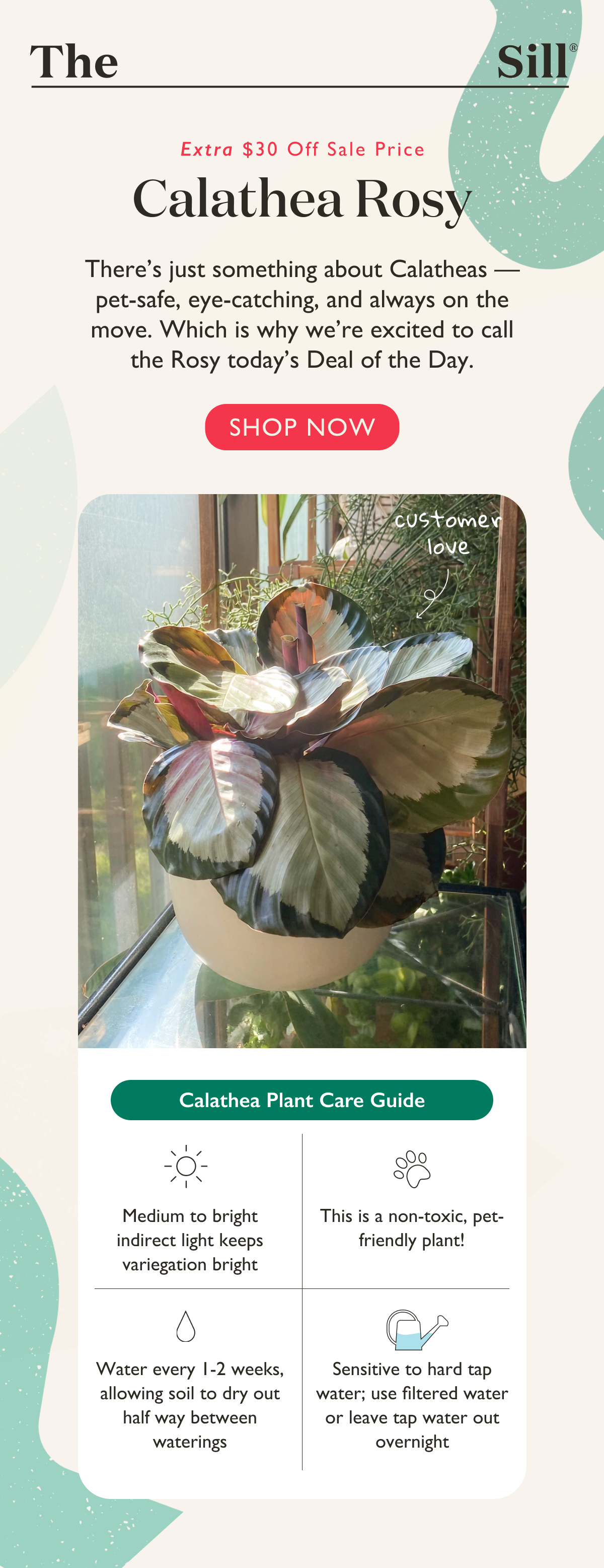 Extra $30 off the Calathea Rosy today only! Pictured: White Knight Customer Photo