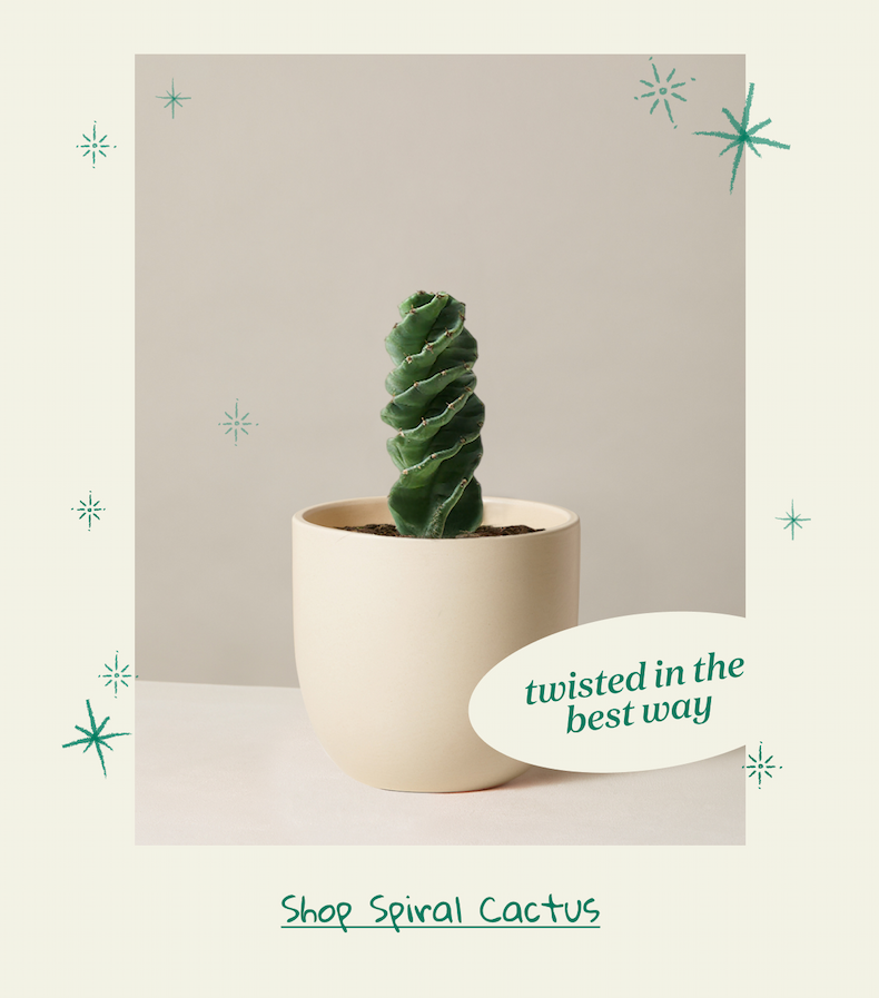 Shop Spiral Cactus 