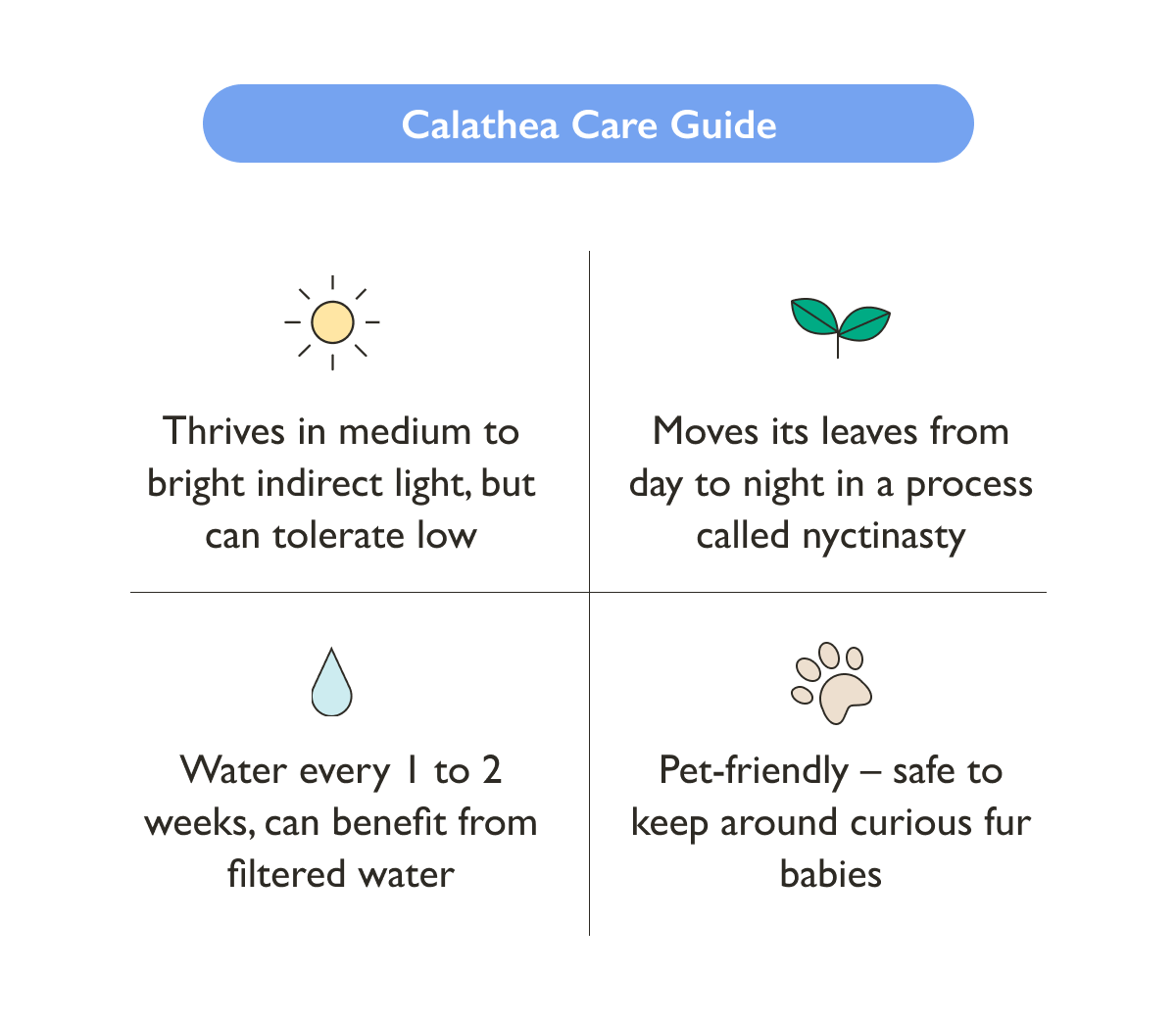 Calathea Plants and Care Guide