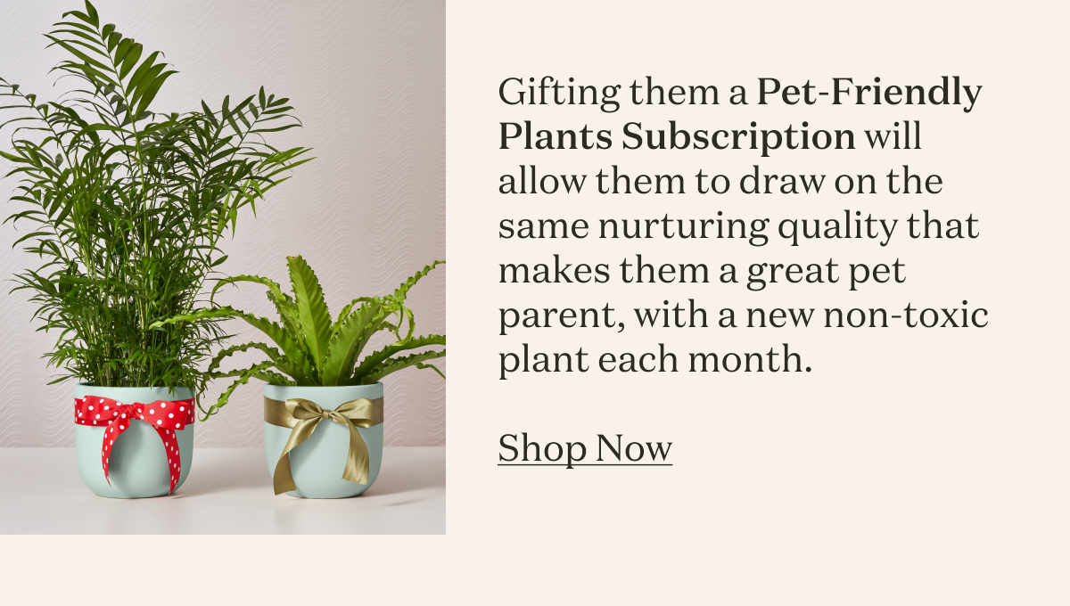 Gifting them a Pet-Friendly Plants Subscription will allow them to draw on the same nurturing quality that makes them a great pet parent, with a new non-toxic plant each month.