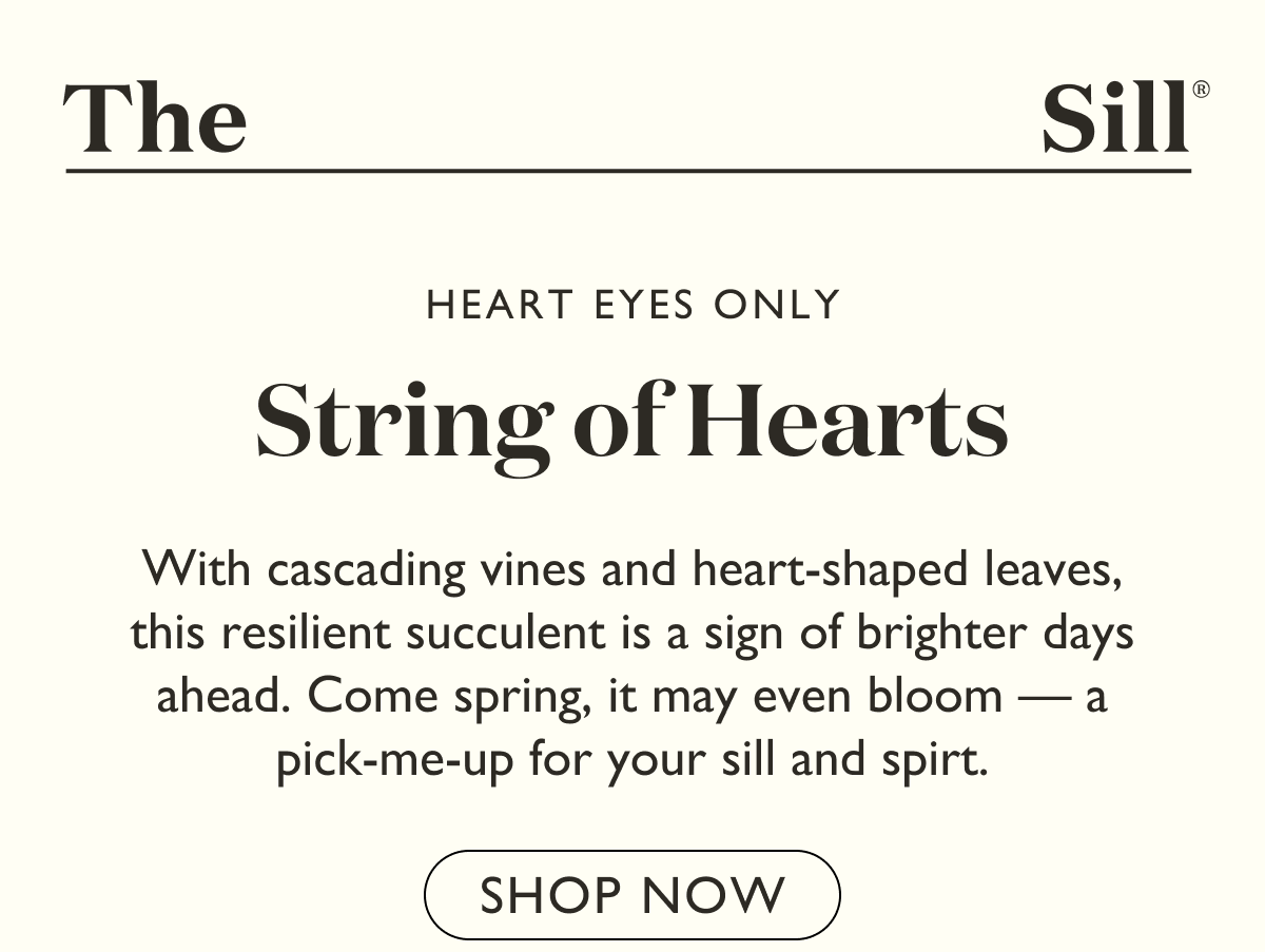 Shop the String of Hearts. With cascading vines and heart-shaped leaves, this resilient succulent is a sign of brighter days ahead. 