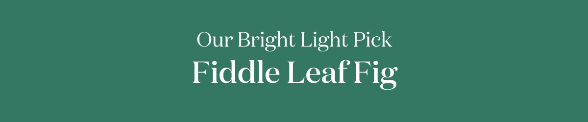 Our Bright Light Pick: Fiddle Leaf Fig