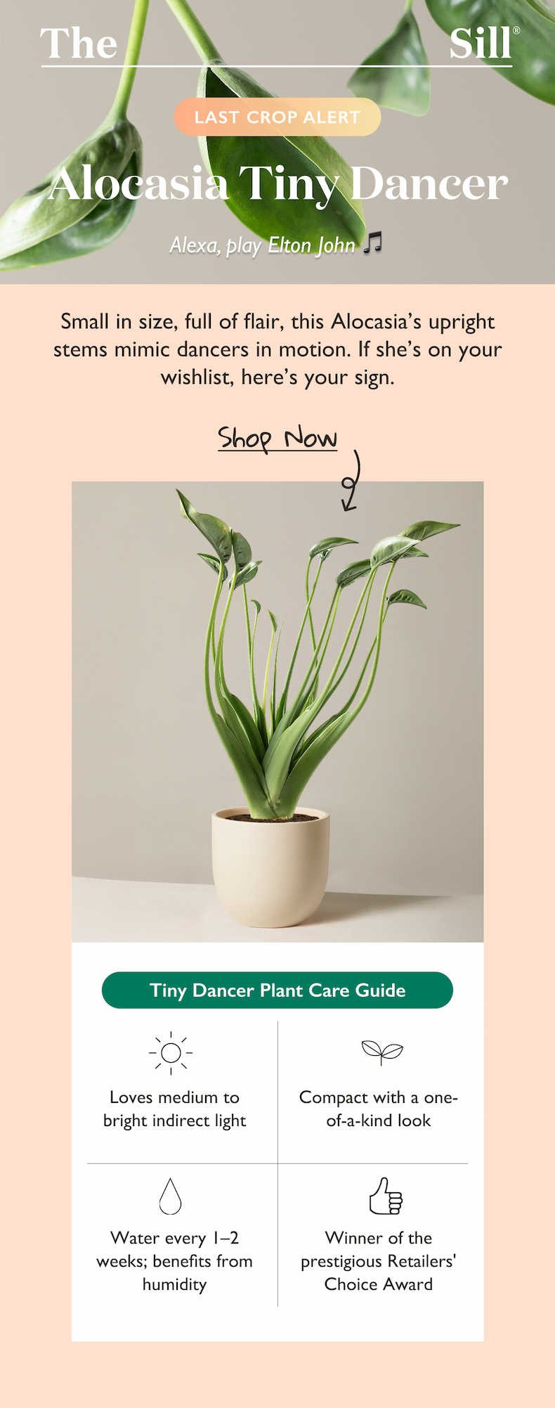 Shop the Alocasia Tiny Dancer: Small in size, full of flair, this Alocasia’s upright stems mimic dancers in motion. If she’s on your wishlist, here’s your sign. 