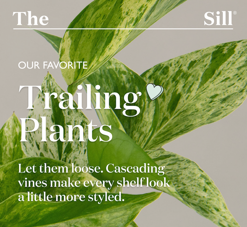 Our Favorite Trailing Plants