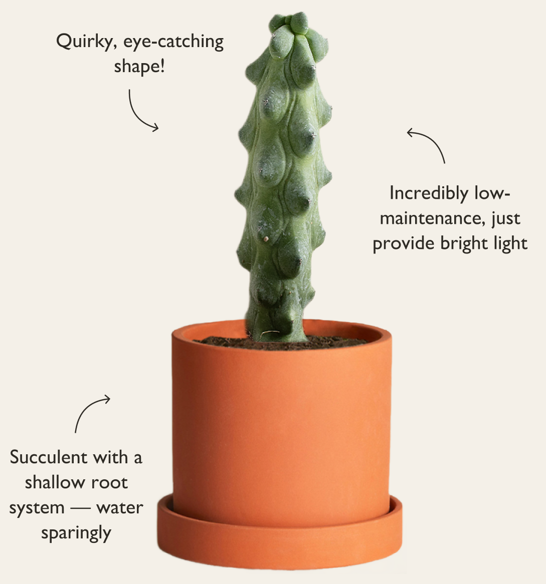 Boobie Cactus and Hyde Planter