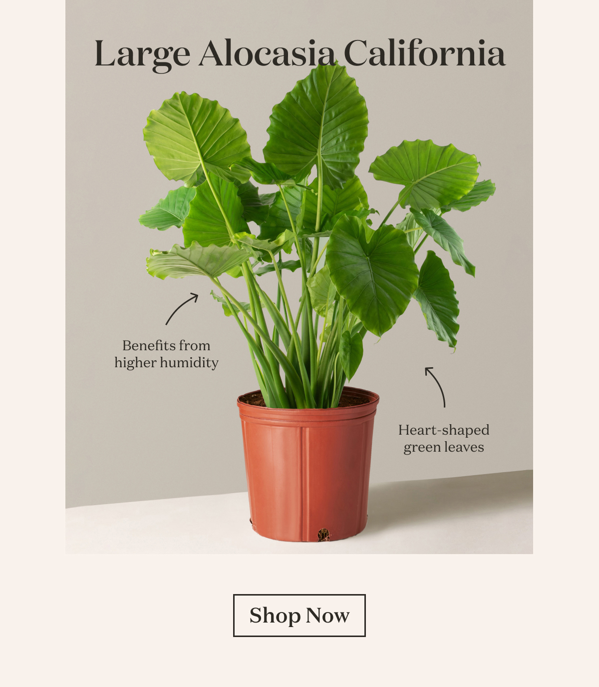 Large Alocasia California 