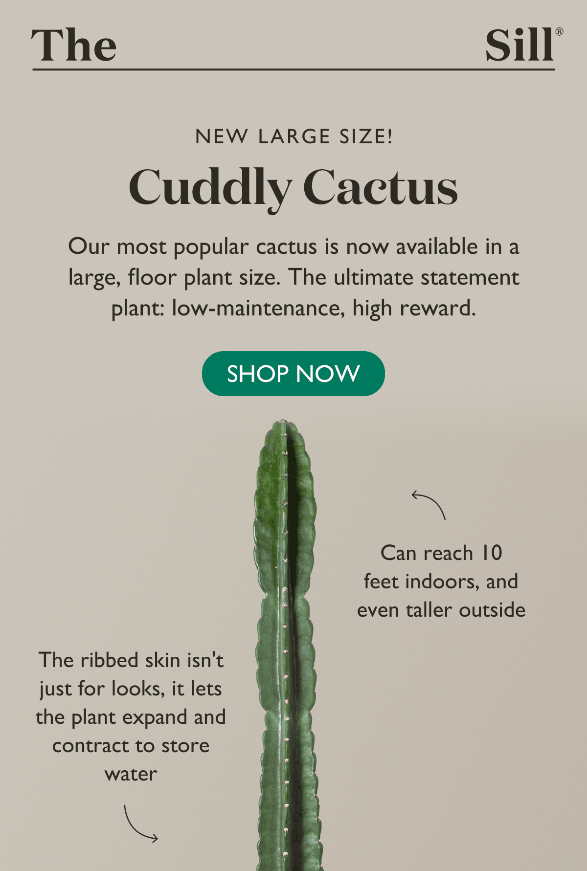 Our most popular cactus is now available in a large, floor plant size. The ultimate statement plant: low-maintenance, high reward.